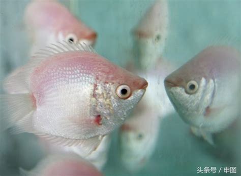 接吻魚飼養|接吻魚怎麼養才不容易死？